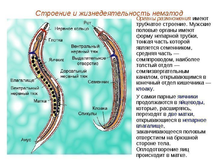 Строение и жизнедеятельность нематод Органы размножения имеют трубчатое строение. Мужские половые органы имеют форму