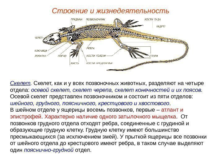 Строение и жизнедеятельность Скелет, как и у всех позвоночных животных, разделяют на четыре отдела: