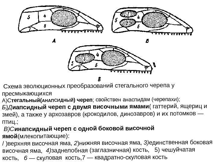  Схема эволюционных преобразований стегального черепа у пресмыкающихся А)Стегальный(АНАПСИДНЫЙ) череп; свойствен анаспидам (черепахи); 