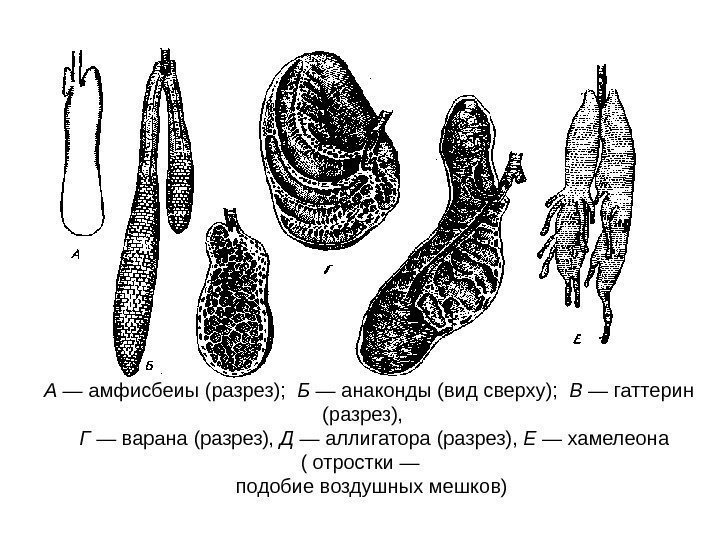 А — амфисбеиы (разрез);  Б — анаконды (вид сверху);  В — гаттерин