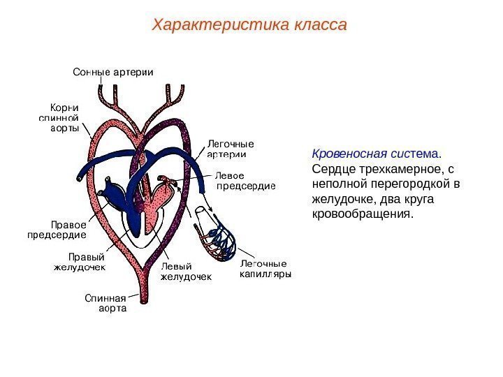 Характеристика класса Кровеносная сис тема.  Сердце трехкамерное, с неполной перегородкой в желудочке, два