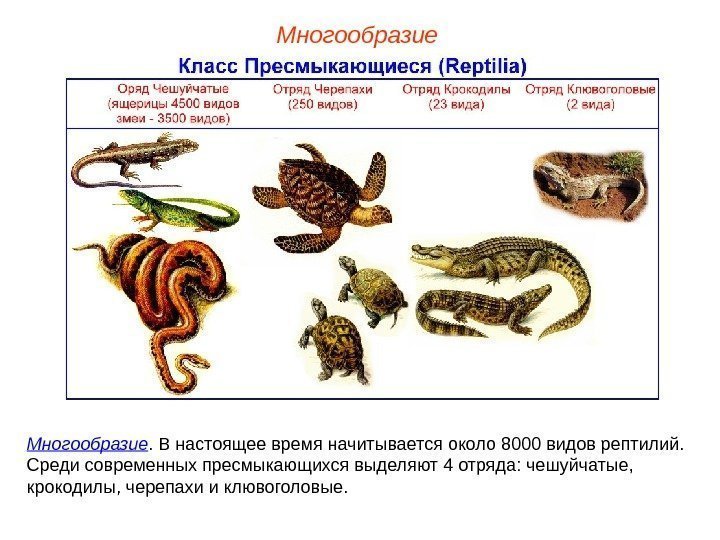 Многообразие. В настоящее время начитывается около 8000 видов рептилий.  Среди современных пресмыкающихся выделяют