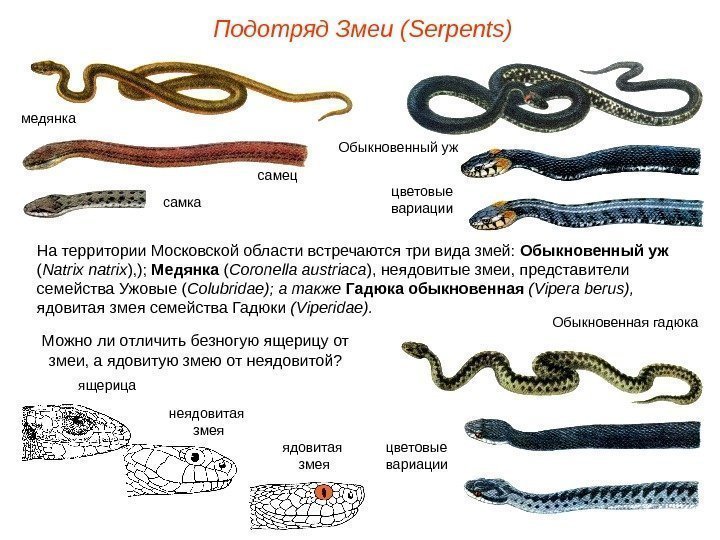 Подотряд Змеи ( Serpents ) На территории Московской области встречаются три вида змей: 