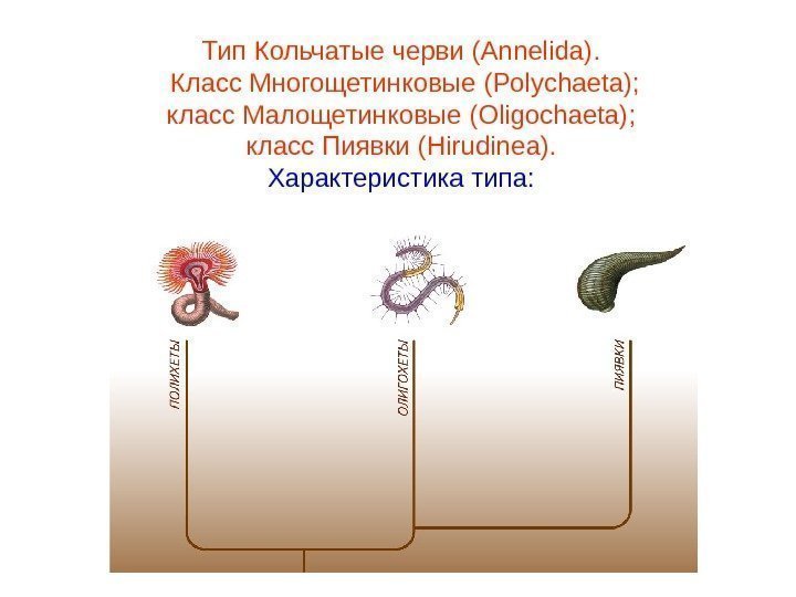 Тип Кольчатые черви (Annelida).  Класс Многощетинковые (Polychaeta) ; класс Малощетинковые ( Oligochaeta) ;