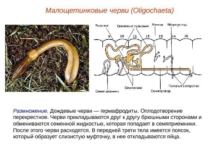 Размножение.  Дождевые черви — гермафродиты. Оплодотворение перекрестное. Черви прикладываются друг к другу брюшными