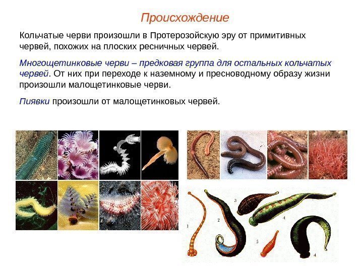 Происхождение Кольчатые черви произошли в Протерозойскую эру от примитивных червей, похожих на плоских ресничных