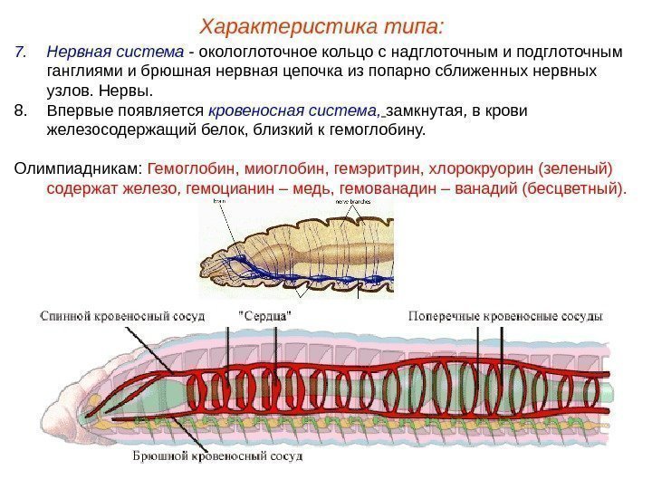 7. Нервная система - окологлоточное кольцо с надглоточным и подглоточным ганглиями и брюшная нервная