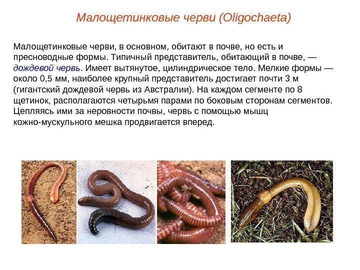 Малощетинковые черви, в основном, обитают в почве, но есть и пресноводные формы. Типичный представитель,