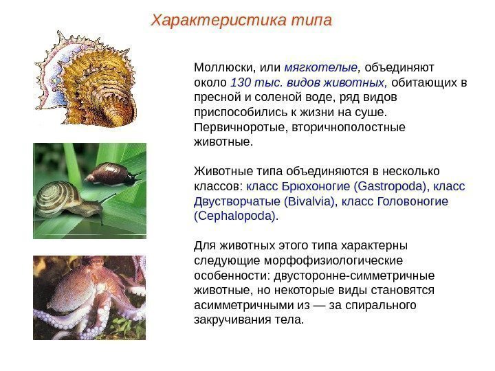Характеристика типа Моллюски, или мягкотелые ,  объединяют около 130 тыс. видов животных, 