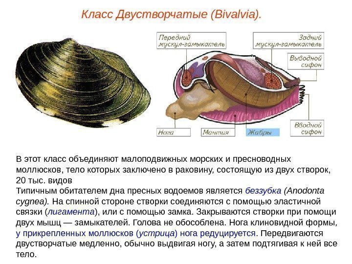 Класс Двустворчатые (Bivalvia). В этот класс объединяют малоподвижных морских и пресноводных моллюсков, тело которых