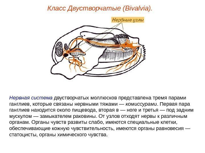 Класс Двустворчатые (Bivalvia). Нервная система двустворчатых моллюсков представлена тремя парами ганглиев, которые связаны нервными