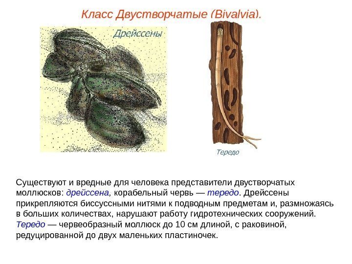 Класс Двустворчатые (Bivalvia). Существуют и вредные для человека представители двустворчатых моллюсков:  дрейссена ,