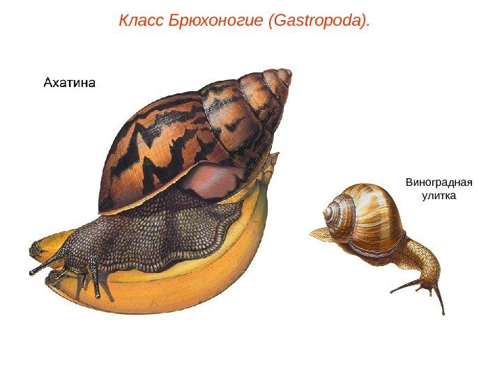 Класс Брюхоногие (Gastropoda). Виноградная улитка 