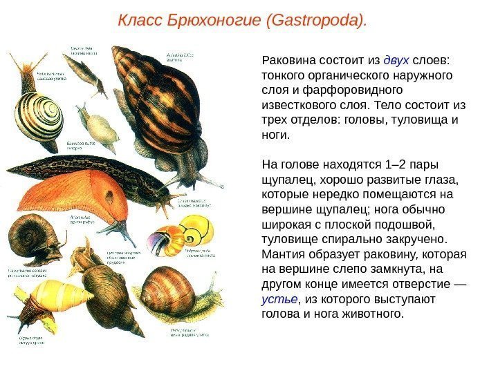 Класс Брюхоногие (Gastropoda). Раковина состоит из двух слоев:  тонкого органического наружного слоя и