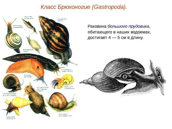 Класс Брюхоногие (Gastropoda). Раковина большого  прудовика ,  обитающего в наших водоемах, 