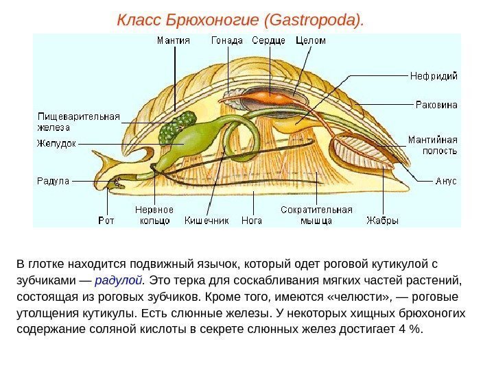 Класс Брюхоногие (Gastropoda). В глотке находится подвижный язычок, который одет роговой кутикулой с зубчиками