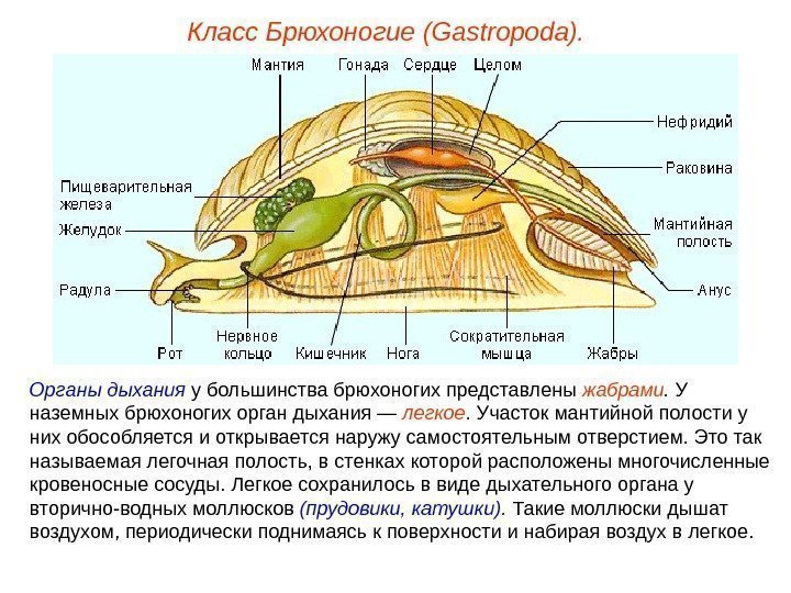 Класс Брюхоногие (Gastropoda). Органы дыхания у большинства брюхоногих представлены жабрами.  У наземных брюхоногих