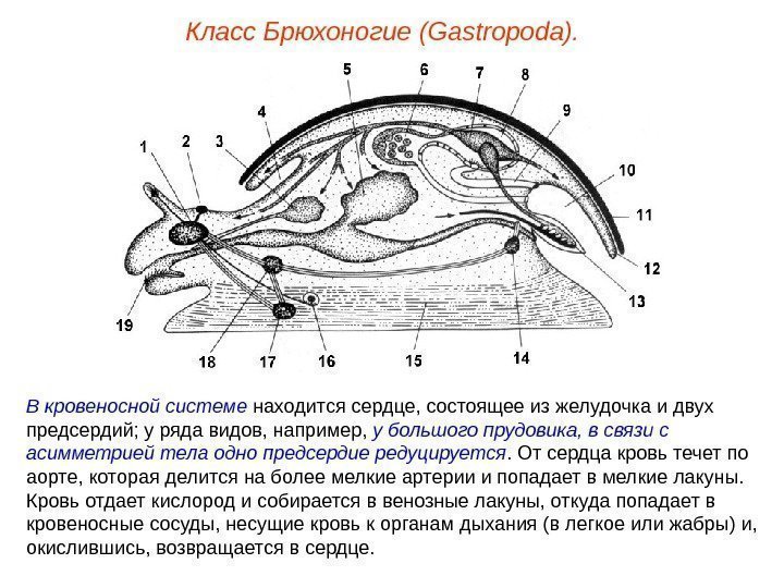 Класс Брюхоногие (Gastropoda). В кровеносной системе находится сердце, состоящее из желудочка и двух предсердий;