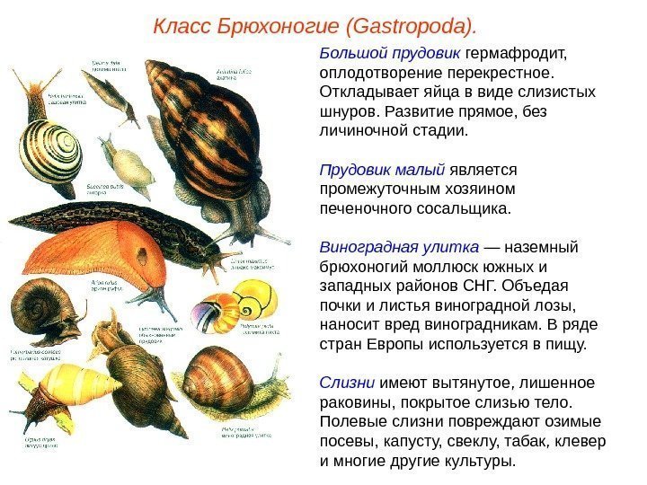 Класс Брюхоногие (Gastropoda). Большой прудовик гермафродит,  оплодотворение перекрестное.  Откладывает яйца в виде