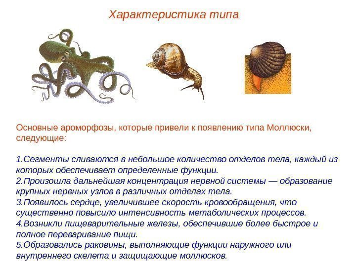 Характеристика типа Основные ароморфозы, которые привели к появлению типа Моллюски,  следующие: 1. Сегменты
