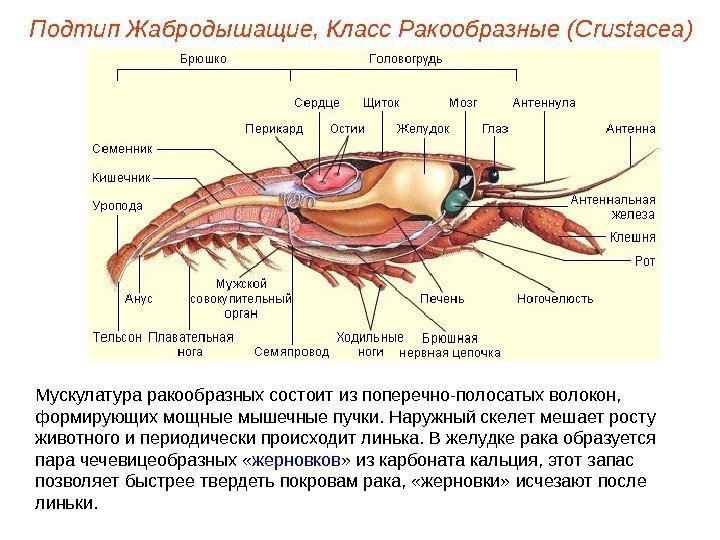 Мускулатура ракообразных состоит из поперечно-полосатых волокон,  формирующих мощные мышечные пучки. Наружный скелет мешает