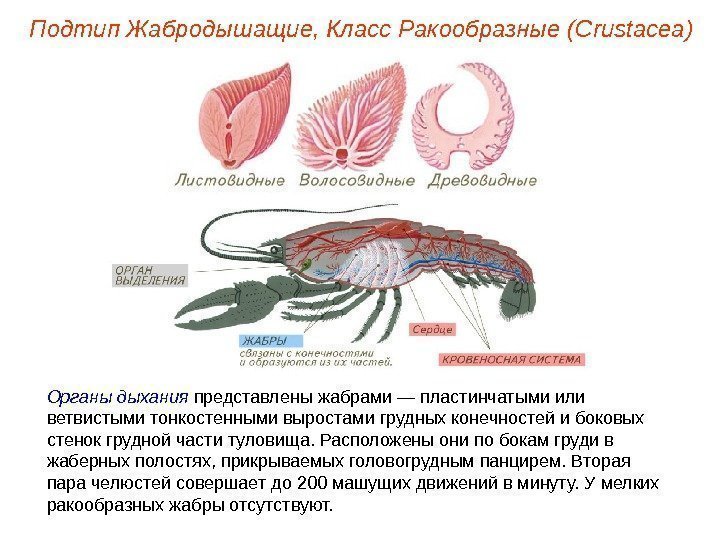 Органы дыхания представлены жабрами — пластинчатыми или ветвистыми тонкостенными выростами грудных конечностей и боковых