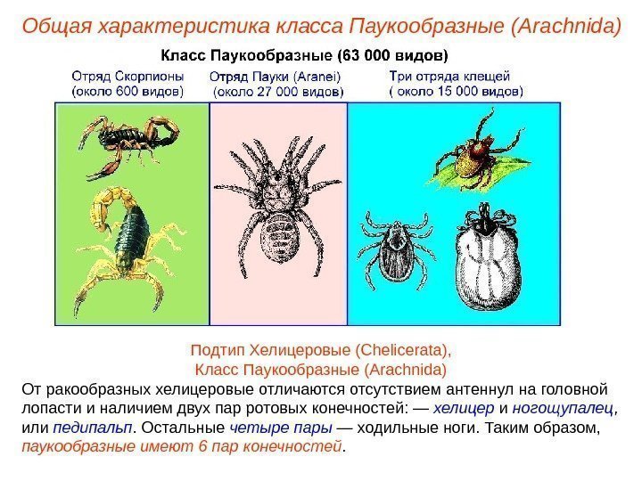 Общая характеристика класса Паукообразные (Ara chnida ) Подтип Хелицеровые (Chelicerata), Класс Паукообразные (Arachnida) От