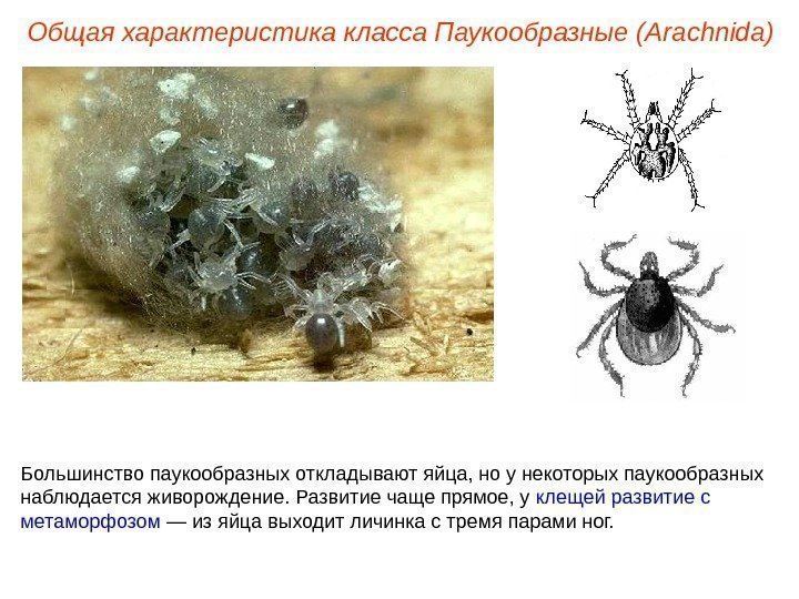 Общая характеристика класса Паукообразные (Ara chnida ) Большинство паукообразных откладывают яйца, но у некоторых