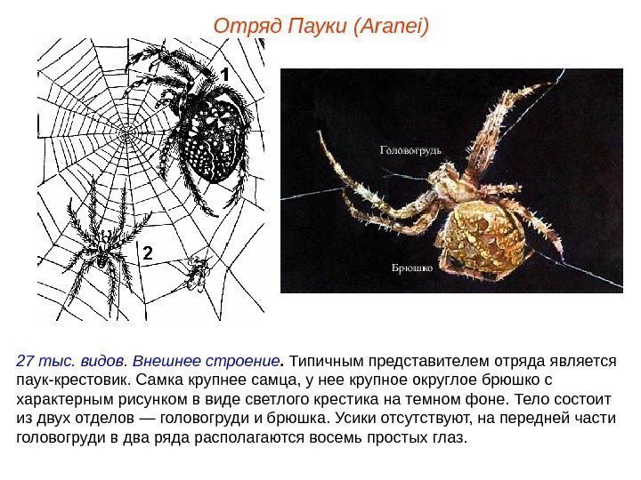 Отряд Пауки (Aranei) 27 тыс. видов. Внешнее строение.  Типичным представителем отряда является паук-крестовик.