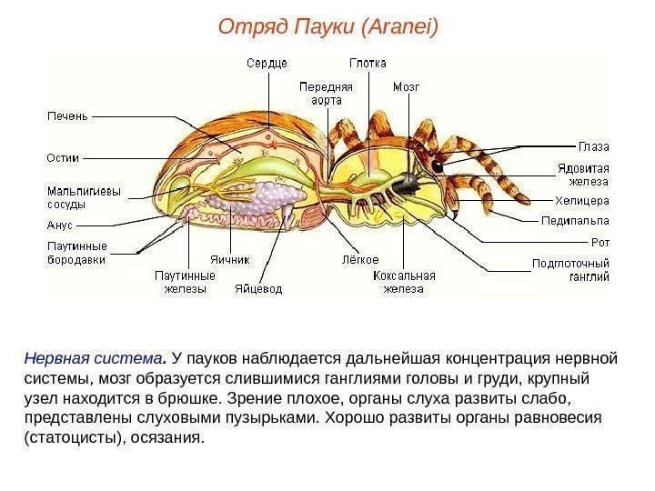 Отряд Пауки (Aranei) Нервная система.  У пауков наблюдается дальнейшая концентрация нервной системы, мозг