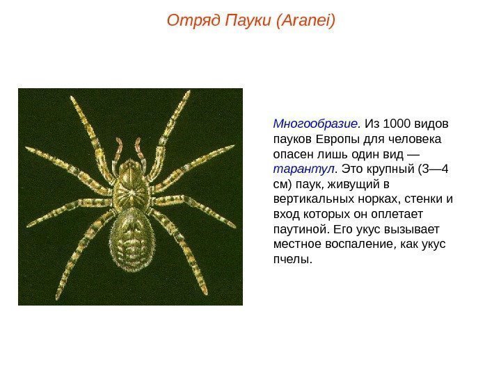 Отряд Пауки (Aranei) Многообразие.  Из 1000 видов пауков Европы для человека опасен лишь