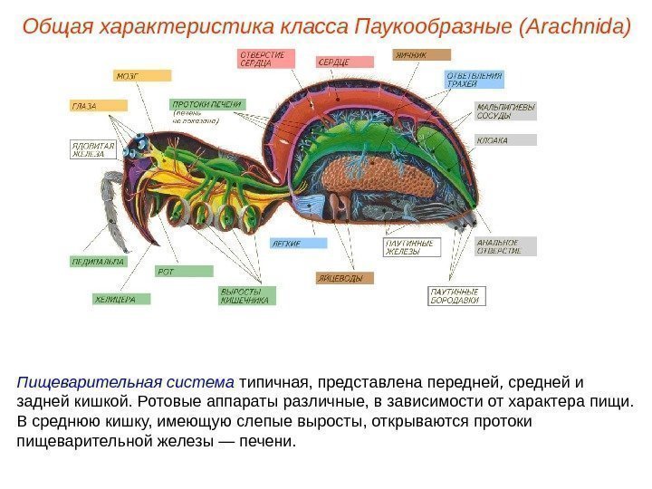 Общая характеристика класса Паукообразные (Ara chnida ) Пищеварительная система  типичная, представлена передней, средней