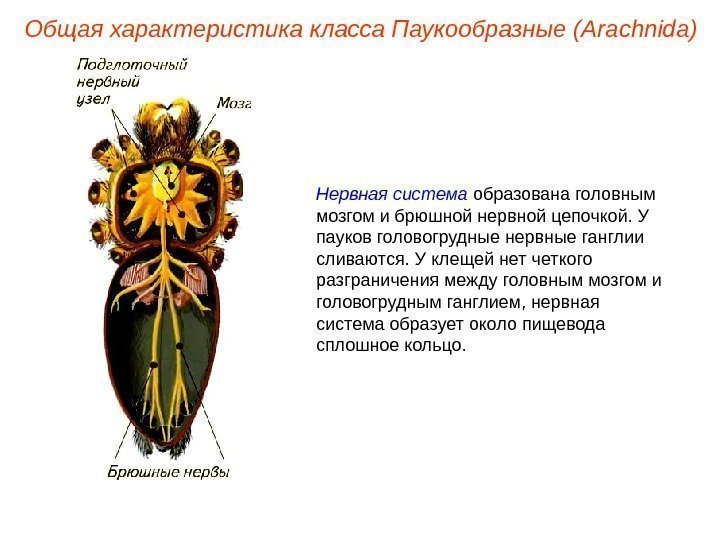 Общая характеристика класса Паукообразные (Ara chnida ) Нервная система образована головным мозгом и брюшной
