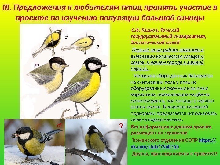 III. Предложения к любителям птиц принять участие в проекте по изучению популяции большой синицы