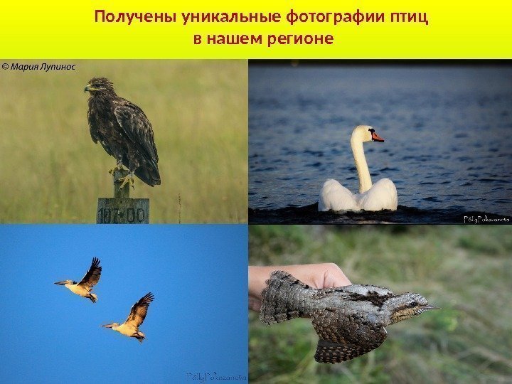 Получены уникальные фотографии птиц в нашем регионе 