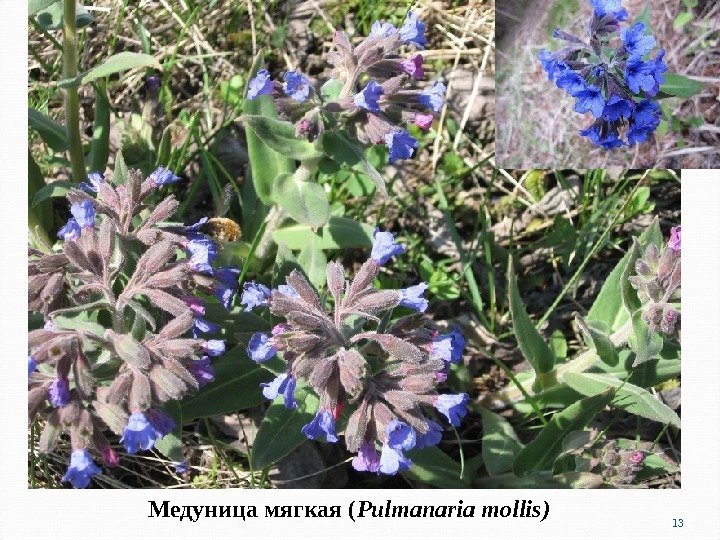 Медуница мягкая ( Pulmanaria mollis ) 13 