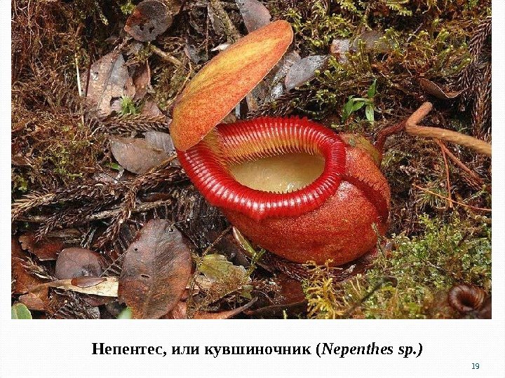 Непентес, или кувшиночник ( Nepenthes sp. ) 19 