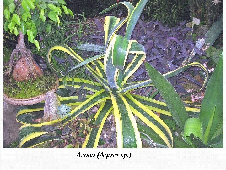 Агава (Agave sp. ) 