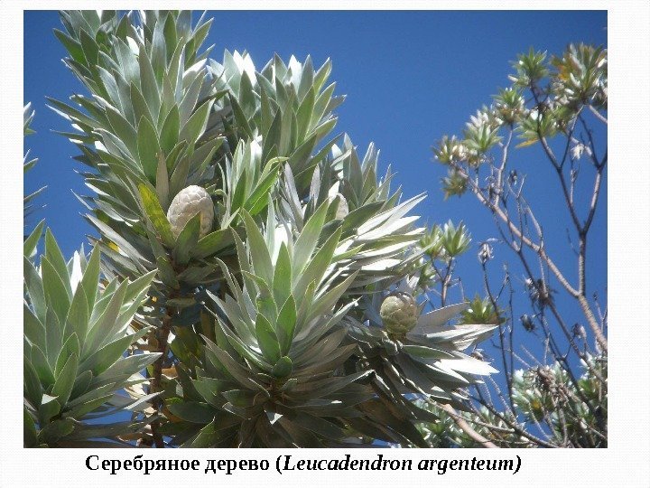 Серебряное дерево ( Leucadendron argenteum )  