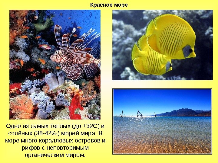 Красное море Одноизсамыхтеплых(до+32 С)и солёных(38 -42 ‰)мореймира. В моремногокоралловыхостровови рифовснеповторимым органическиммиром. 