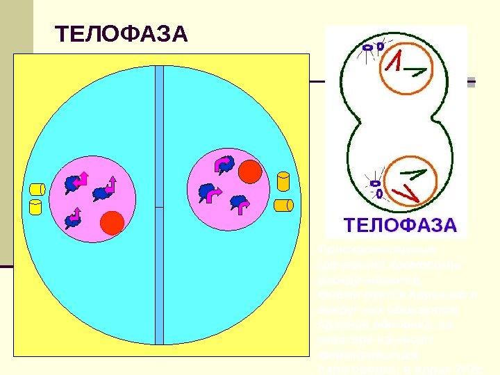 ТЕЛОФАЗА Однохроматидные (дочерние) хромосомы раскручиваются,  форми-руется ядрышко и вокруг них образуется ядерная оболочка;