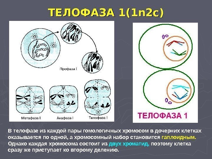 ТЕЛОФАЗА 1 (1 n 2 c) В телофазе из каждой пары гомологичных хромосом в