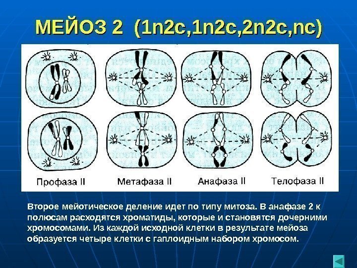 МЕЙОЗ 2  (1 n 2 c , 1, 1 nn 2 с, 2