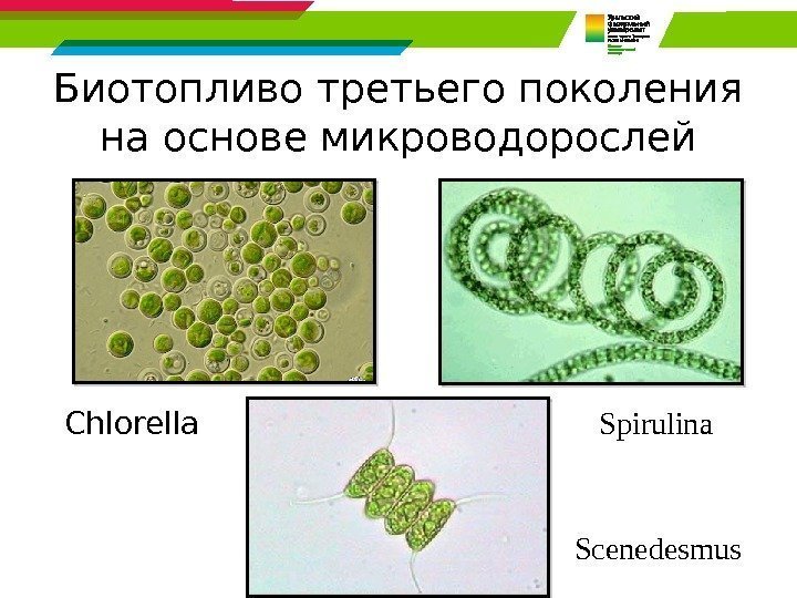 Биотопливо третьего поколения на основе микроводорослей Chlorella Scenedesmus Spirulina  