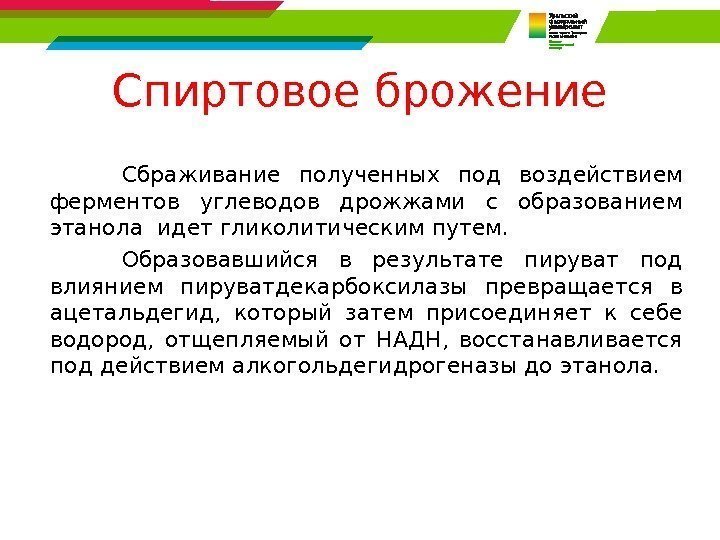 Спиртовое брожение Сбраживание полученных под воздействием ферментов углеводов дрожжами с образованием этанола идет гликолитическим