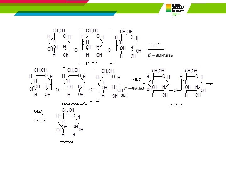 n m глюкоза мальтозадекстрины , mn +H 2 O крахмал +H 2 O мальтаза