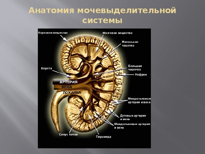 Анатомия мочевыделительной системы 