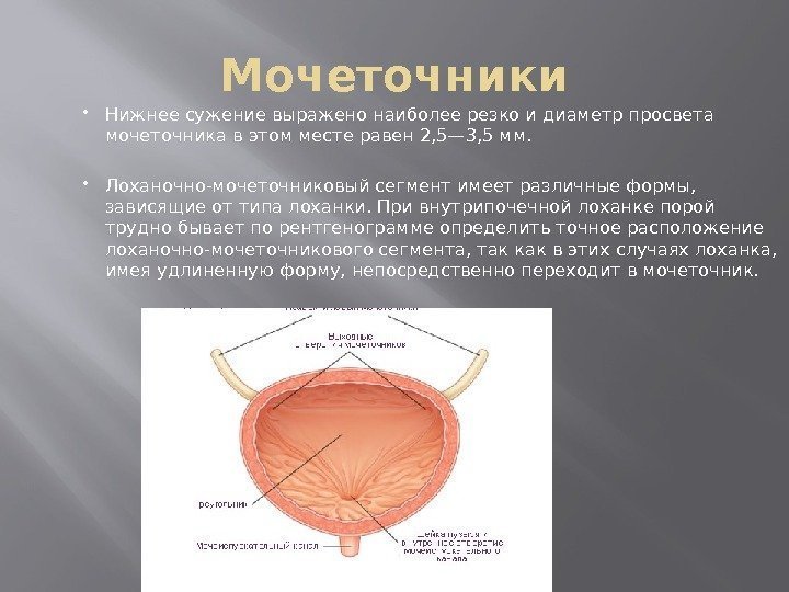 Мочеточники Нижнее сужение выражено наиболее резко и диаметр просвета мочеточника в этом месте равен