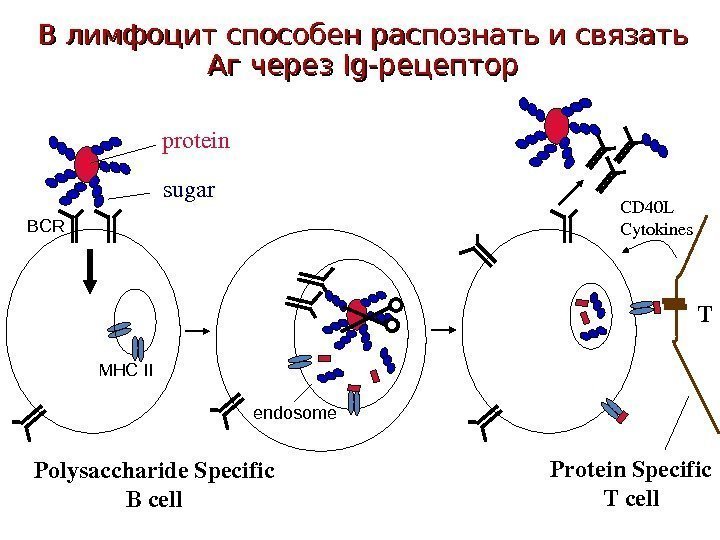 В лимфоцит способен распознать и связать Аг через Ig-Ig- рецептор protein sugar Polysaccharide. Specific