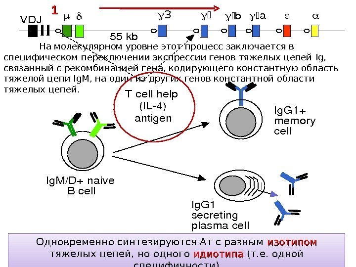 VDJ 3 ba 55 kb (IL 4) Tcellhelp antigen Ig. M/D+naive Bcell Ig. G